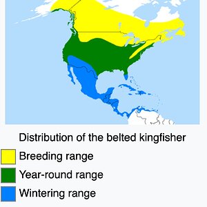 belted kingfisher distribution.jpg