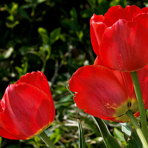 Vivid Red Tulips.jpeg