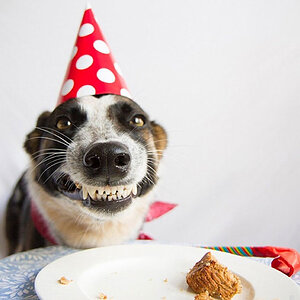 expert-dog-cake-taster_small.jpg