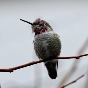 Feb 2022 Hummingbird.jpg